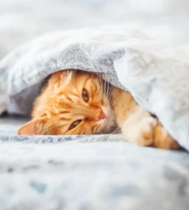 Materasso in Memory Fresh Foam su letto antigraffio