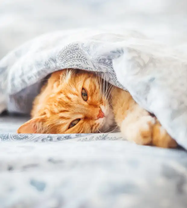 Materasso in Memory Fresh Foam su letto antigraffio